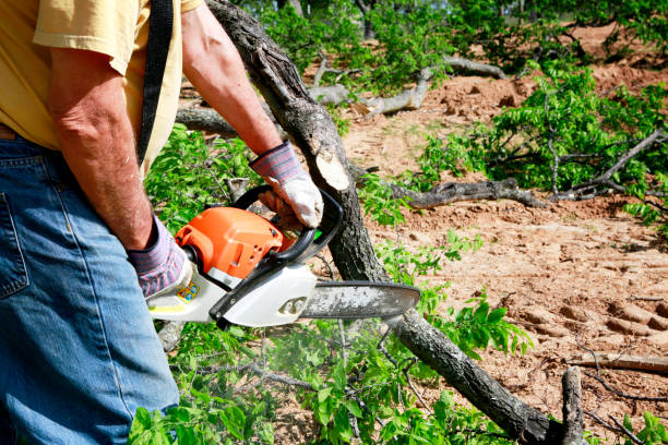 Best Tree Stump Removal  in Lake Wildwood, CA